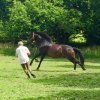 CHEVAUX &raquo; DJELF &raquo; Juin 2018