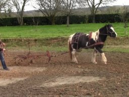 CHEVAUX &raquo; ECHO &raquo; Mars 2024